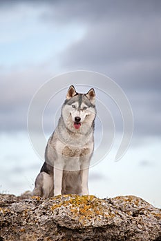 Husky sitting on a rock