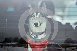 Husky sled dog in car, travel pet