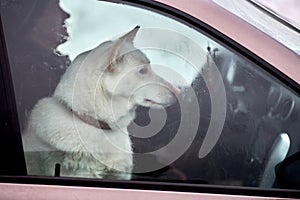 Husky sled dog in car, travel pet