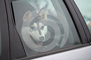 Husky sled dog in car, travel pet