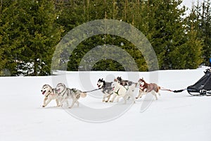 Husky sled dog racing