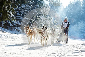 Husky sled dog racing photo