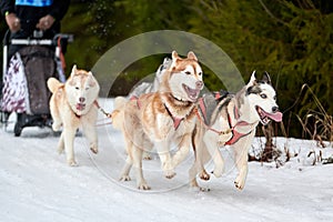 Husky sled dog racing