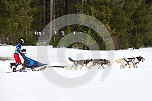 Husky sled dog racing