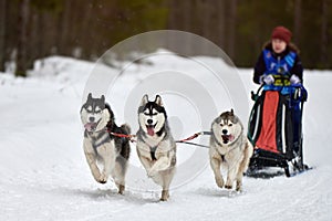 Husky sled dog racing