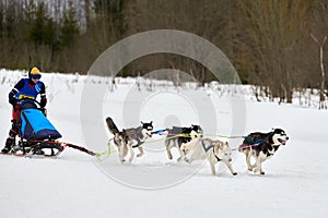 Husky sled dog racing