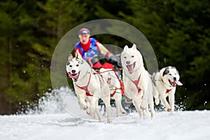 Husky sled dog racing