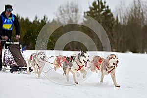 Husky sled dog racing