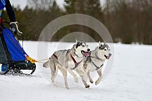 Husky sled dog racing