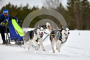 Husky sled dog racing