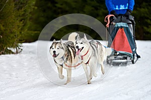 Husky sled dog racing