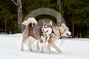 Husky sled dog racing