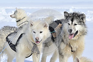 Husky sled dog on sea ice.