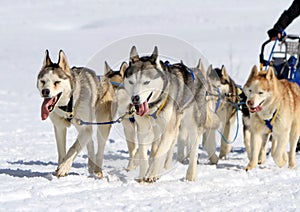 Rauco slitta il cane un gruppo sul 