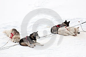 Husky sled dogs