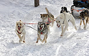 Husky sled dogs