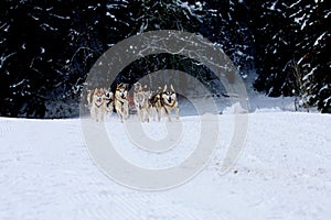 Husky Sled Dogs Running In Snow