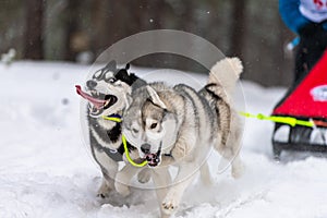 Husky sled dogs team in harness run and pull dog driver. Sled dog racing. Winter sport championship competition