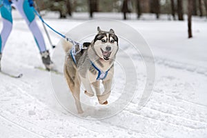 Husky sled dogs team in harness run and pull dog driver. Sled dog racing. Winter sport championship competition