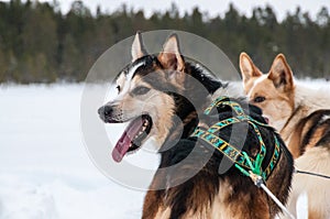 Husky sled dogs waiting for race