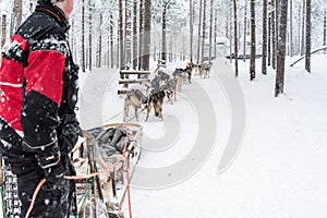 Husky Sledge in Rovaniemi, Finland