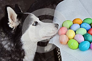 Husky smells Easter Eggs