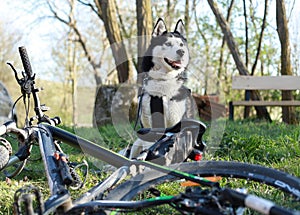 Husky standing next to bike in green grass with leash and harness