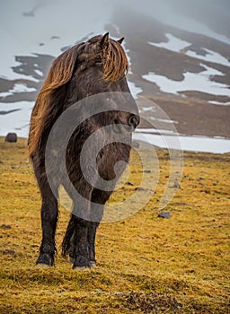 Husky, stocky Icelandic horse. in Winter.