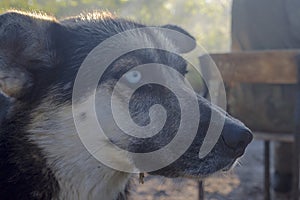 A husky-type mutt dog. A blue-eyed dog in the morning in nature.