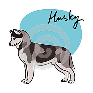 Husky, vector illustration