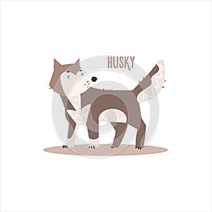 Husky Vector Illustration