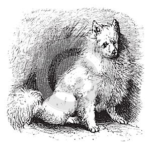 Husky vintage engraving