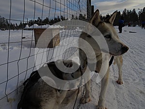 husky waiting to run pulling a sledge in Lapland