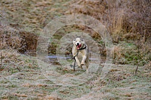 Husky walk and jog in the autumn forest, free and happy pet