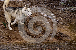 Husky walk and jog in the autumn forest, free and happy pet