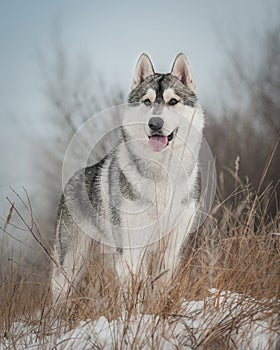 Husky on the walk