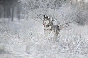 Husky in winter forest