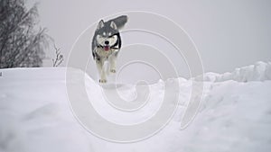 Husky in winter forest. slow motion