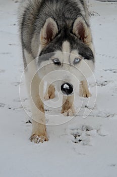 Husky on winter walk in the forest