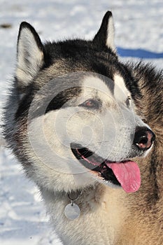 Huskyface