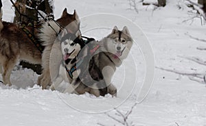 Huskys on snow in winter forest. Ukraine