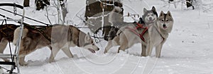 Huskys on snow in winter forest. Ukraine