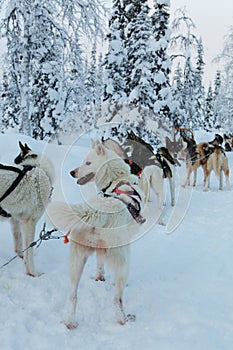 Huskys waiting to start a sled ride in Lapland