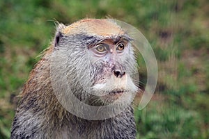 Hussar monkey