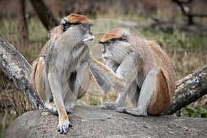 Hussar monkey collecting flea on fur photo