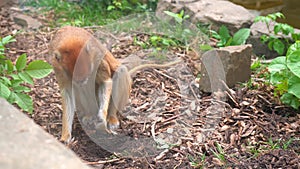 Hussar monkey digging in aviary of zoo.