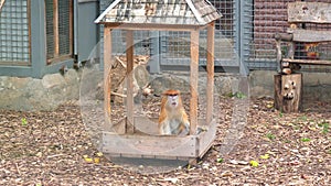 Hussar monkey eats in gazebo in aviary of zoo.