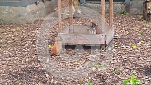 Hussar monkeys eats in gazebo in aviary of zoo.