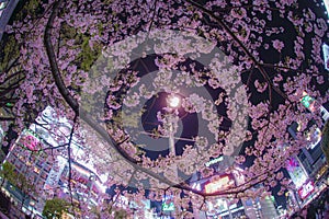 Hustle and bustle of Shibuya Station of Sakura