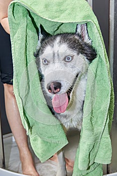 Husy dog is wiped with a towel after washing. Husky happy.